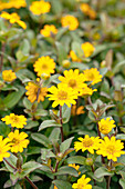 Sanvitalia procumbens, yellow