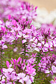 Cleome 'Señorita Rosalita'(s)