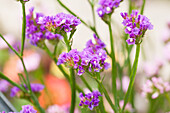 Limonium sinuatum 'Pastel Shades'