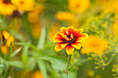 Zinnia elegans