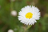 Rhodanthe chlorocephala ssp. rosea