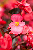 Begonia 'Bronze Leaf Deep Rose'