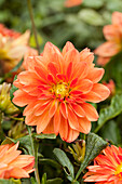 Dahlia 'DALINA™ Maxi Emilio'(s)