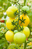 Solanum lycopersicum 'Lorenzo