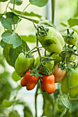 Solanum lycopersicum 'Paprika tomato'