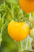 Solanum lycopersicum, gelb