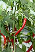 Capsicum annuum var. longum, grün-rot