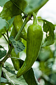 Capsicum annuum var. longum