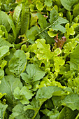 Lettuce - leafy vegetables