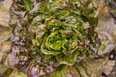 Lactuca sativa var. longifolia, red