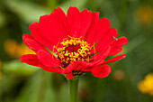 Zinnia elegans, rot