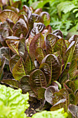 Lactuca sativa var. longifolia, rot