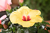 Hibiscus rosa-sinensis, yellow
