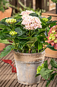 Hydrangea 'Magical'® Four Seasons, pink