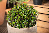 Ilex crenata 'Dark Green'®, globe globe