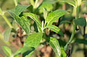 Buddleja davidii