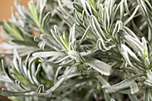 Lavandula angustifolia, strain