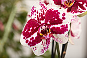 Phalaenopsis, bicoloured flowers