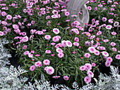 Argyranthemum frutescens gefüllt, rosa