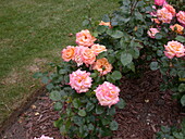 Bed rose, apricot