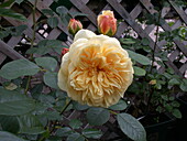 Bed rose, yellow