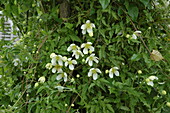 Clematis, weiß