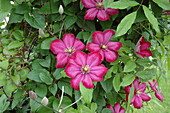 Clematis, red