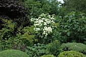 Cornus kousa