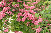 Crataegus laevigata 'Paul's Scarlet'