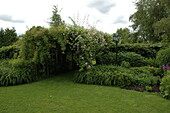 Garden view with climbing plants