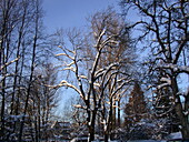 Trees in the snow