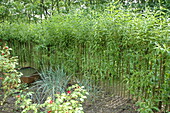 green willow fence