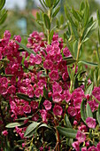 Kalmia latifolia