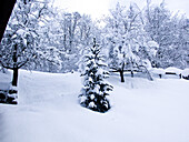 Conifer in the snow