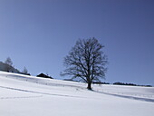 Deciduous tree in winter