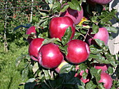 Malus domestica 'Enterprise'®