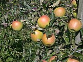 Malus domestica 'Goldrush'®