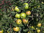 Malus domestica 'Goldstar'