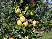 Malus domestica 'Minister von Hammerstein'(s)