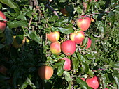 Malus domestica 'Pinova'(s)