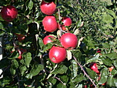 Malus domestica