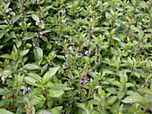 Mentha spicata