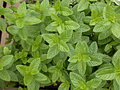 Mentha spicata 'Spearmint'