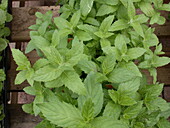 Mentha spicata 'Swiss'