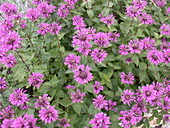 Monarda fistulosa x tetraploid