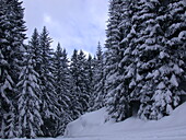 Conifer forest in the snow