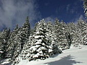 Coniferous forest in the snow