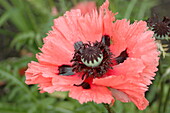 Papaver orientale