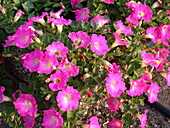 Petunia CONCHITA™ 'Pink Kiss'