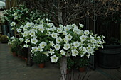 Petunia grandiflora, weiß